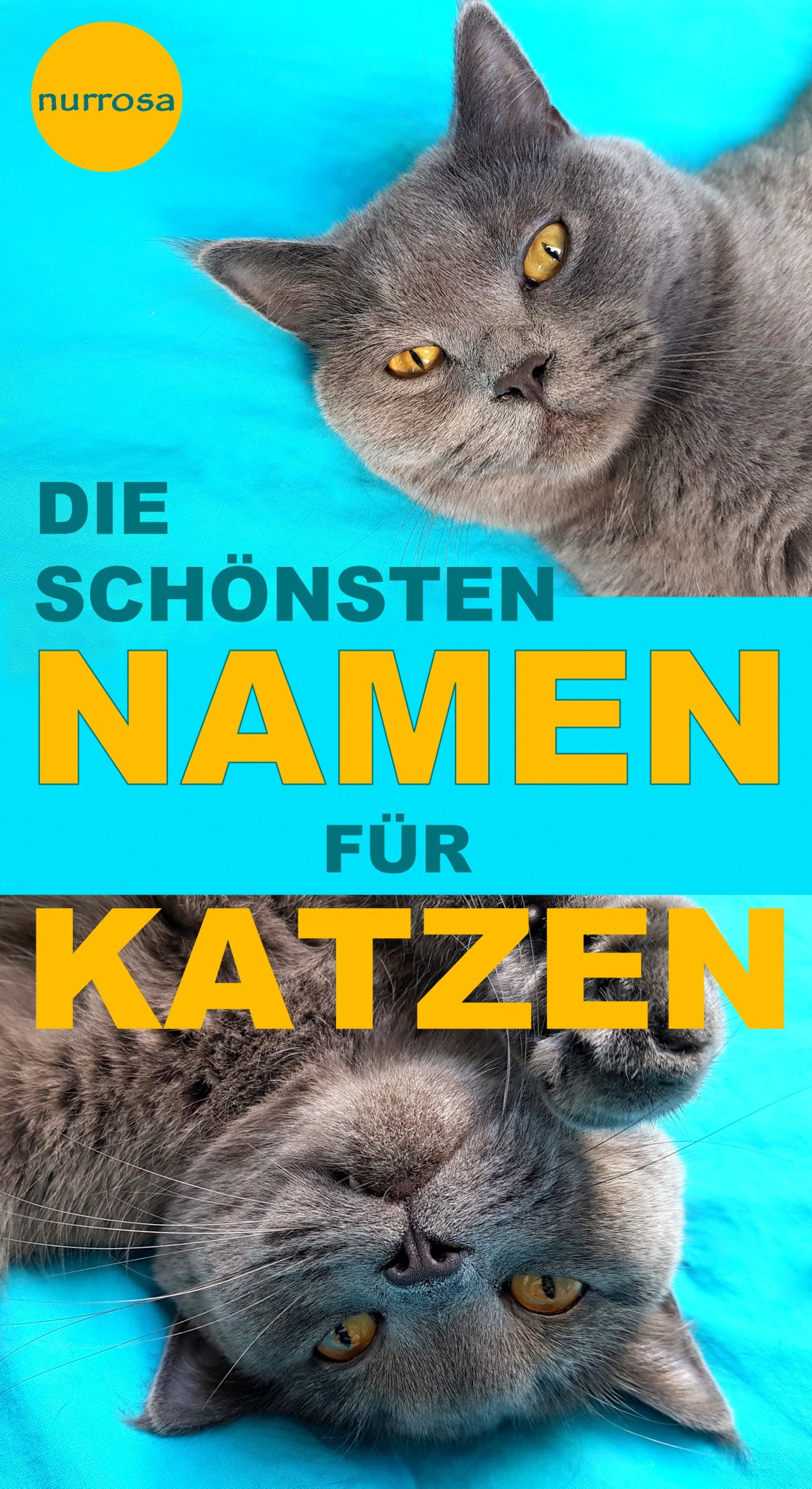 Die schönsten Katzennamen