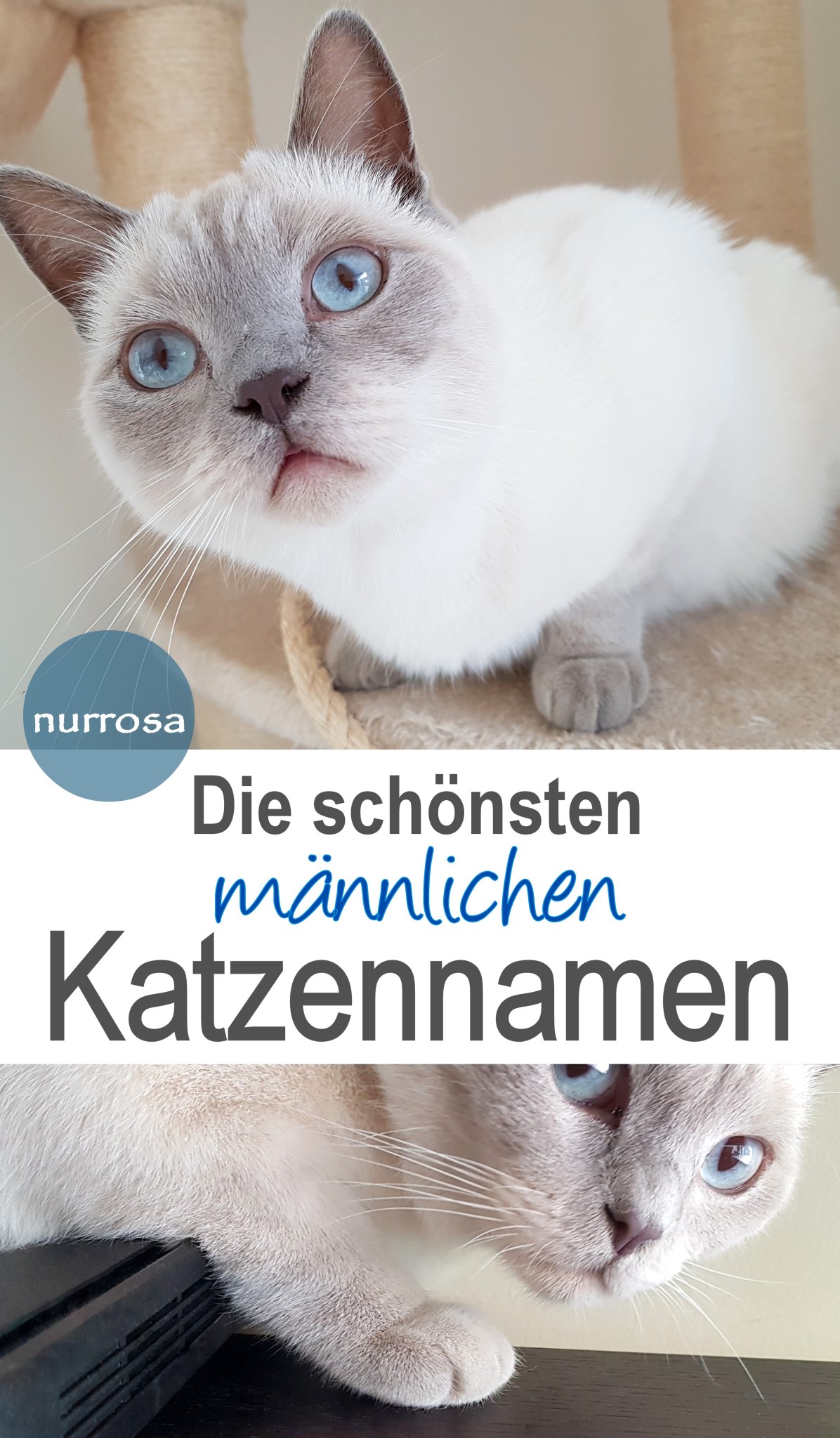 Die schönsten männnlichen Katzennamen