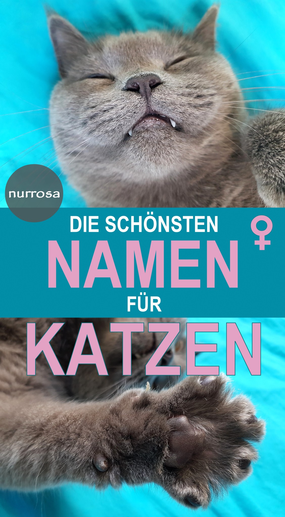 Die schönsten Namen für weibliche Katzen