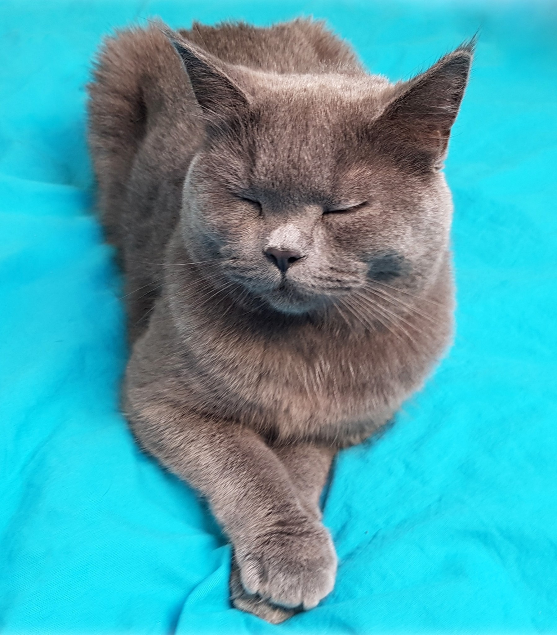 Katzennamen weiblich