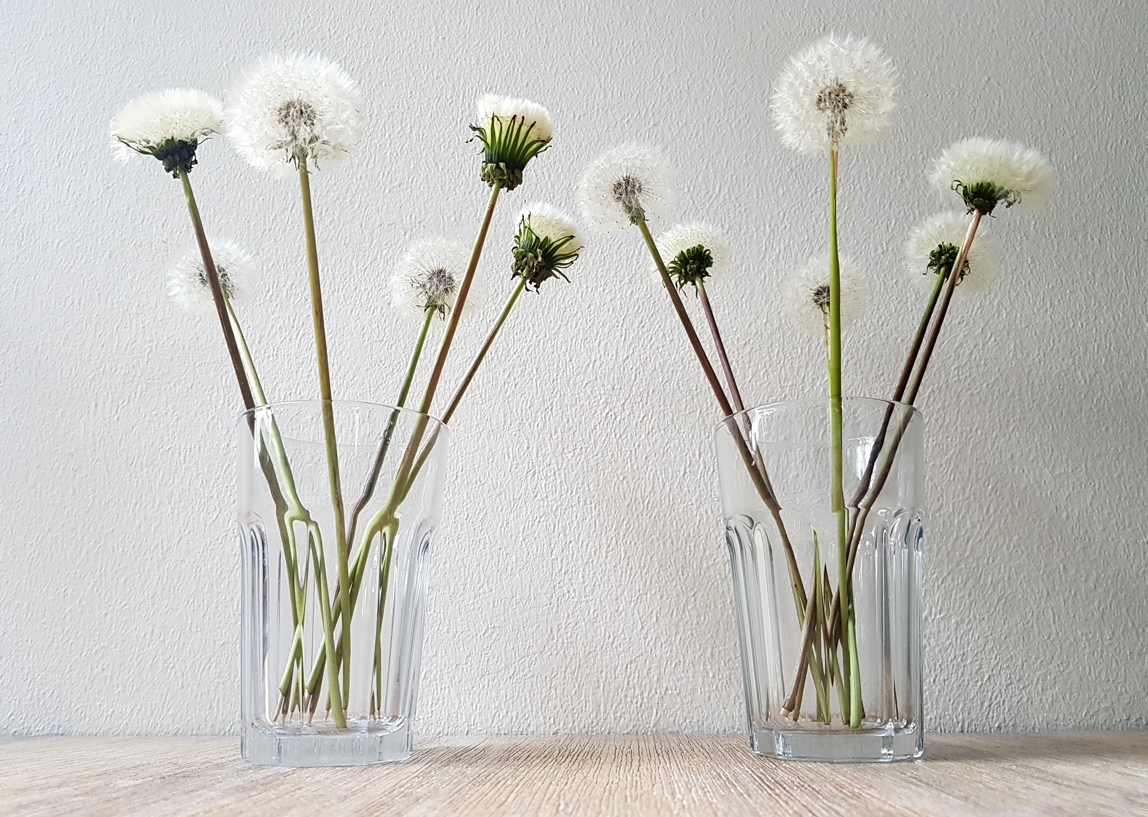 DIY Pusteblumen