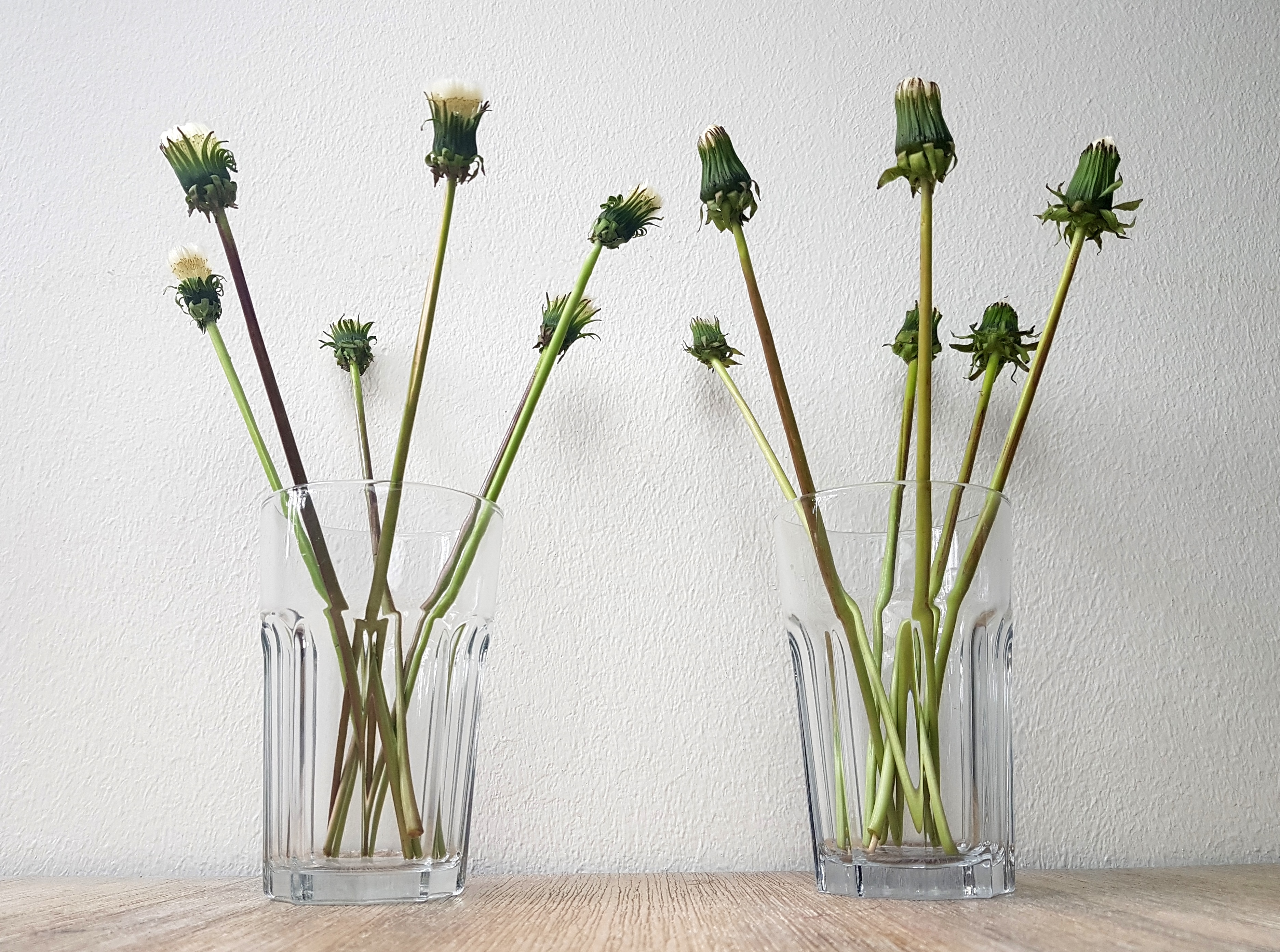 Pusteblumen DIY