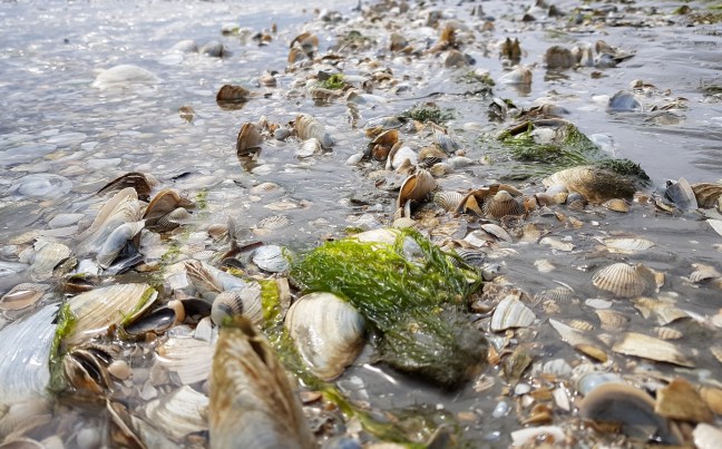 Das Wattenmeer - Muschelbank